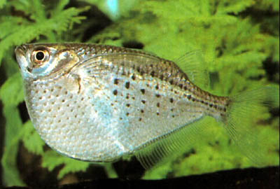 Gasteropelecus maculatus